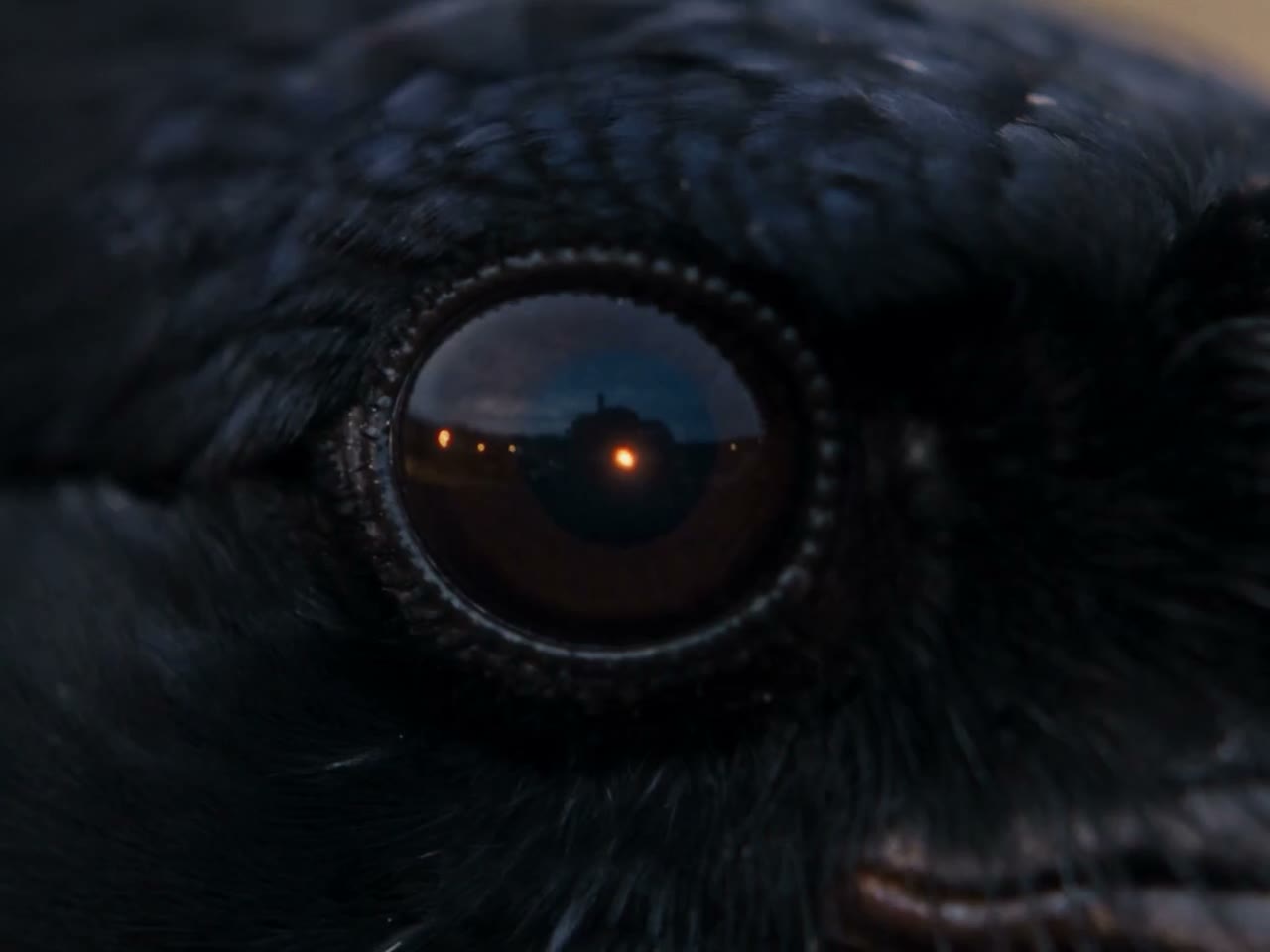 Un corbeau dans une ville de cinéma
